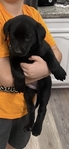 2 Registered Female Black Labs