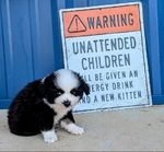 Miniature Australian Shepherd male