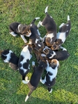 Beagle puppies