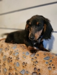AKC Dachshunds - Fully Vetted & Ready Now! (Southeast Texas)