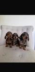 Miniature Dachshund Puppies Available