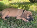 Black Mouth Cur puppies