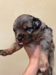 Mini Aussie Pups