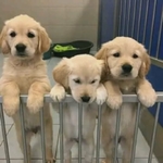 Golden Retriever puppies AKC