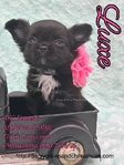 AKC  Stunning Longcoat Micro Chihuahuas