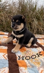 Shiba Inu puppies
