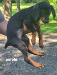 AKC Doberman Pinscher puppies