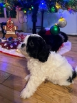 Shih Tzu Christmas Puppy’s