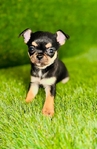 Chihuahua puppies Look!