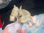 Pug Puppies 6 weeks old female fawn