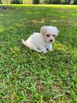 CKC MORKIEPOO PUPPIES 2 MALES
