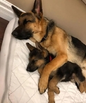 Healthy German Shepherd Puppies