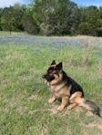 AKC German Shepherd Puppies Coming Soon!
