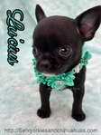 AKC Silky Micro Male Chihuahua