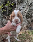 Akc Beagle Puppies