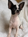 AKC Stunning Male Chihuahuas