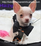 Handsome AKC Male Chihuahua