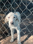 Great Pyrenees and Anatolian Shepherd Mix