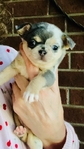 Chihuahua puppies Teacups & Tiny Toys
