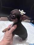 Tiny Toy Chihuahua Puppies
