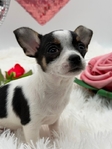Stunning AKC Female Chihuahua
