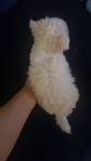 Toy Maltes puppy