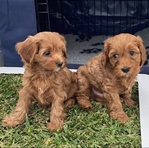 Cavapoo Puppies for Adoption