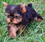 AKC Tiny Yorkie Puppies