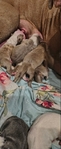 Puppies born on the third