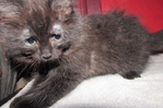 Ragdoll kittens for sale
