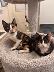 free Calico Kittens