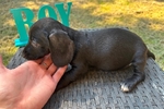 Mini dachshunds