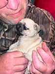 6 Week old Female Pug Puppys for sale