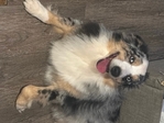 2 year ago old mini Australian shepherd