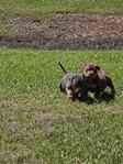 XL Bullies