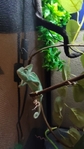 Have to downsize. Reptiles must go to new homes