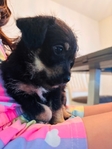 Yorkie chihuahua mix puppies