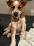 Australian Shepard / blue Heeler mix