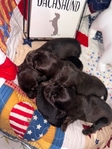 Mini Longhair Dachshund Puppies