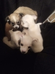 Teacup chihuahua mix