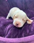 Beagle Puppies AKC