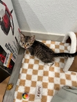 Free male  Tiger striped tabby  kitten❣️