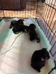Yorkie Puppies