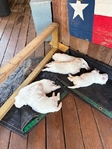 Great White Pyrenees puppies