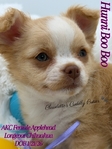 AKC Applehead Longcoat Chihuahuas