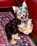 AKC Yorkie Puppies