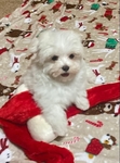AKC MALE MALTESE CHAMPION BLOODLINE SALE $1500.00