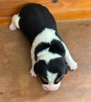 Beagle Puppies AKC