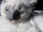 Ragdoll kittens for sale