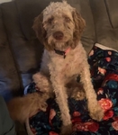 Female goldendoodle